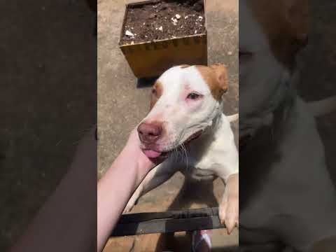 Vídeo de ADOÇÃO RESPONSÁVEL – PITBULL MIX