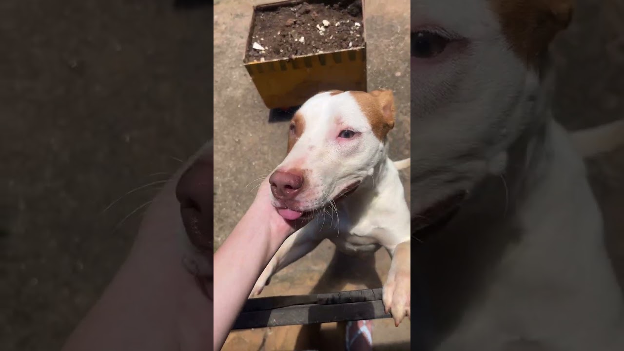 Cachorro raça Pit-Bull idade 2 a 6 meses nome ADOÇÃO RESPONSÁVEL – PITBULL MIX