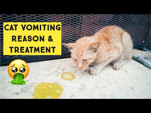 Why Do Cats vomit | Causes Cats Throw Up and Ways to Treat a Vomiting Cat