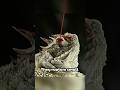 The Horned Lizard