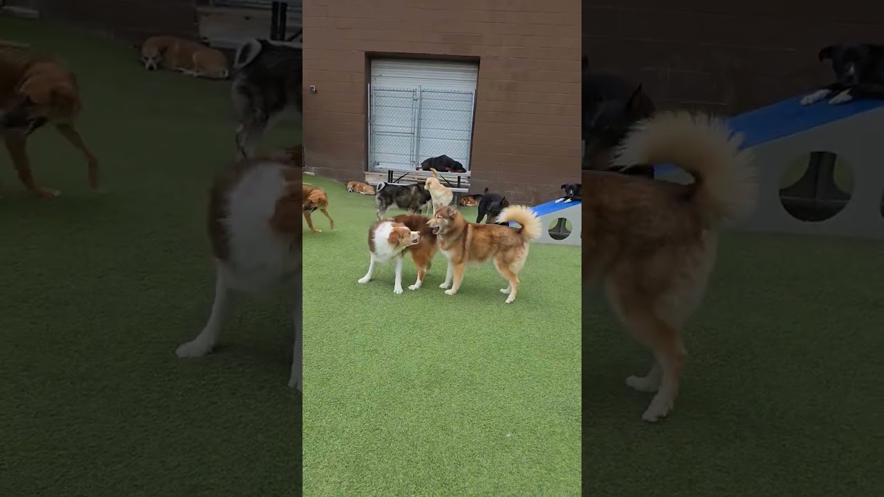 Derek, a ADOPTABLE Australian Shepherd in Aurora, IL video 6/6