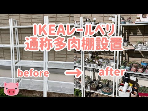 あなたにぴったりの屋外開花多肉植物はどれですか?あなたの庭を明るくする5つの可能性!  庭園