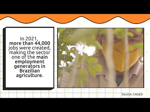 The jobs behind a glass of orange juice