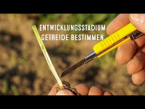 Das Entwicklungsstadium (BBCH) im Getreide zum Schossbeginn bestimmen | LG Seeds Deutschland