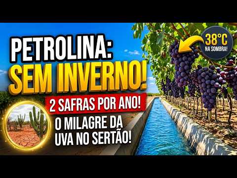 Petrolina: A Cidade Sem Inverno Que Colhe Uva a 38°C!