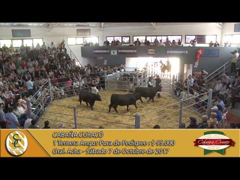 07-10-17 Venta de Hembras P.P. - Cabaña Curacó - Gral. Acha.