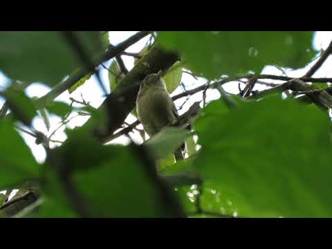 Hutton's vireo, Vireo huttoni huttoni