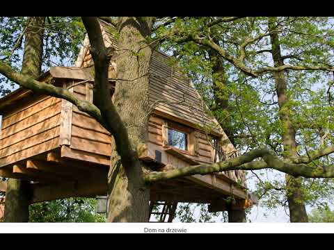 Dom na drzewie