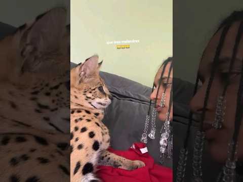 malandrex brinca muito 🐯 😹 #oruam #mainstreet #trapbr #trapbrasil #gato #animais #animaisengraçados