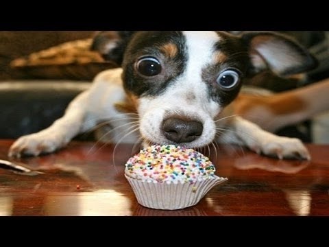 25 animais adoráveis ​​comemorando aniversários |   Bonito aniversário animais