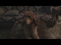 Puppies Destroy Pillows