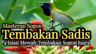 Download lagu TEMBAKAN SADIS📍4 ISIAN SOGON JUARA TEMBAKAN MEWAH. mp3