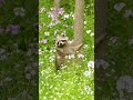 Raccoon Sound Raccoon Video Raccoon Animals Animalsname Animalsouds