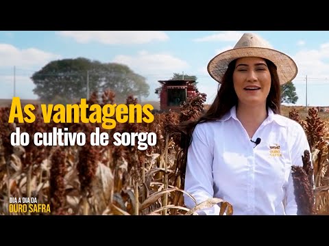 Dia a Dia da Ouro Safra: conheça as vantagens do cultivo do sorgo