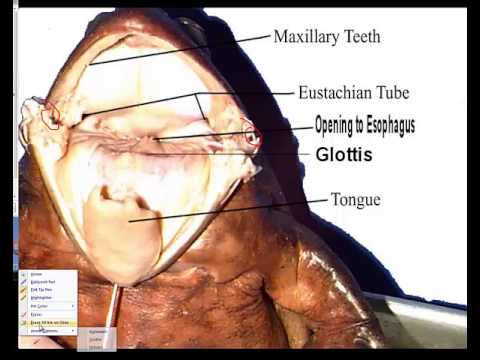 Unlock Efficient Frog Dissection With External Obliques