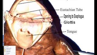 Frog Dissection External