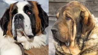Top 10 razas de perros mas pesados y grandes del mundo