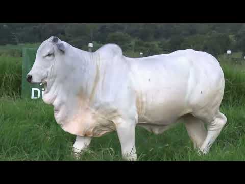 6801 FIV DO DIAMANTINO