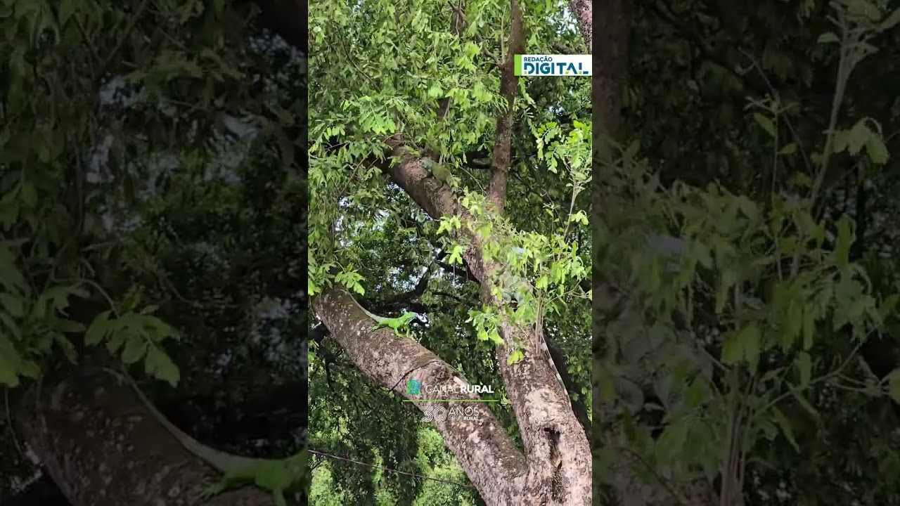 Iguanas roubam a cena em feirinha de Boa Vista (RR)