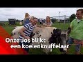 Onze Jos blijkt een koeienknuffelaar - Brabants Buske