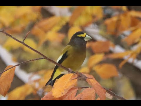 Evening Grosbeaks on the Feeders.
