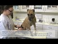 Видео о товаре Rehab, протектор на локтевой сустав собаки / Kruuse (Дания)