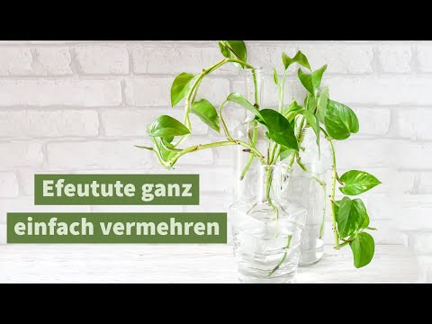 Efeutute einfach vermehren