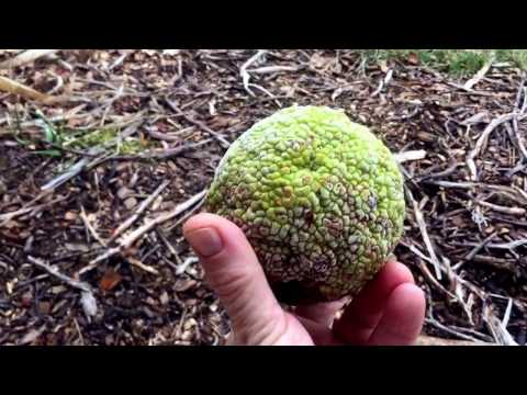 Osage orange for cancer, inflammation, pain, dementia