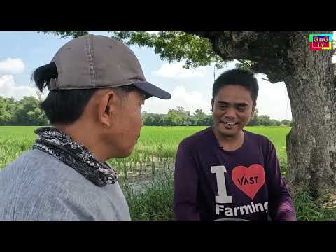 Binakaw Da ay sigay ni Dimsy