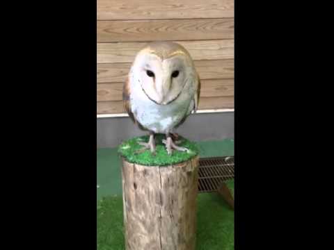 IUCN分類における絶滅の危険性を示す図。