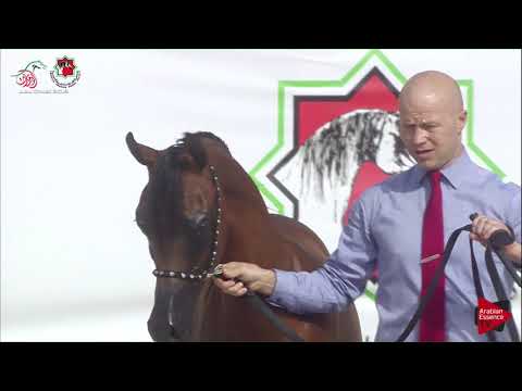 N 371 AL ARYAM MUNDHER   UAE Nationals 2019