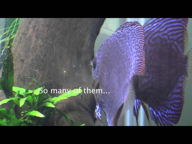 Throught the Distance - Day 40 - Newborn Discus on a Community Tank
