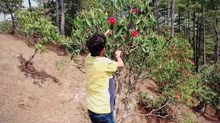 preview picture of video 'Rhododendron at Sim Bhanjyang, Daman.'