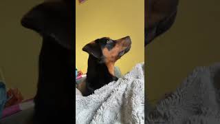 Video preview image #1 Rottweiler-Unknown Mix Puppy For Sale in Hillsboro, NH, USA