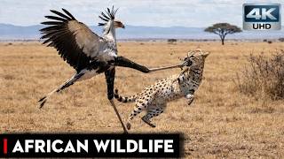 Serval vs Secretary Bird — One Hammer Kick Changes Everything | Wildlife Documentary