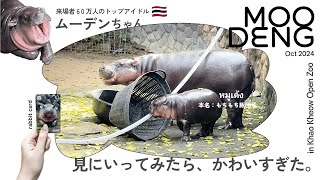 【ムーデン】タイのコビトカバが可愛すぎた🦛🇹🇭｜カオキアオ動物園｜หมูเด้ง｜Moodeng in Khao Kheow Open Zoo