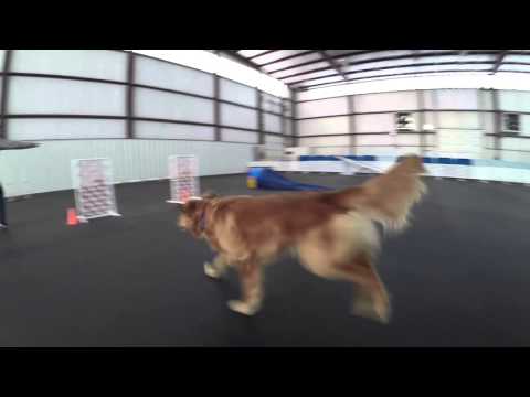 Happy National Golden Retriever Day