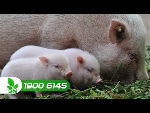 , title : 'Kỹ thuật chăm sóc lợn con mới đẻ: Lợn khỏe, lớn nhanh I VTC16'