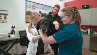 Join the PetIQ Team