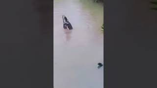 Download lagu SELAMAT PAGI LUKA || Cover Gitar Batak #shorts mp3