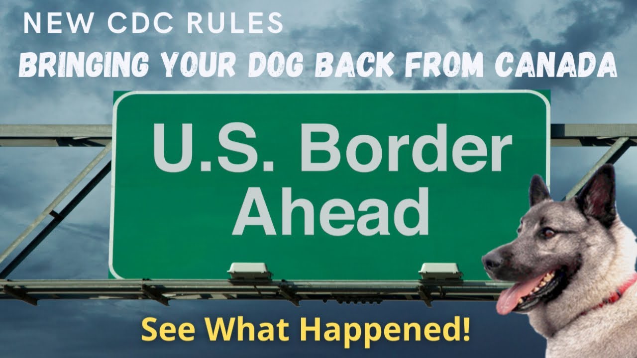 What happened when we brought Bo back from Canada under the new CDC Dog Import Rules