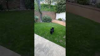 Video preview image #1 Dachshund-Unknown Mix Puppy For Sale in Corona, CA, USA