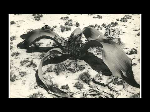 Tropical Band - Mwangolé | Kizomba Romana - Sweet Emotions