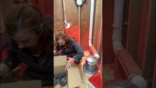 Adding chickens to the coop #freerangechickens #chickencoop #homesteading #shorts