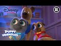 Puppy Vriendjes | De Zaak van de Verdwenen Badge | Disney Channel NL