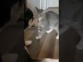 El Gato Karateca SHORTS