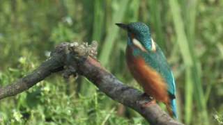preview picture of video 'Kingfisher Experience'