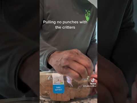 How to keep squirrels out of you garden