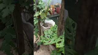 Download lagu Viral ||Janda Bolong Di Halaman Rumah|| #shorts #jandabolong #shortvideo #instagram mp3 Download lagu Viral ||Janda Bolong Di Halaman Rumah|| #shorts #jandabolong #shortvideo #instagram mp3