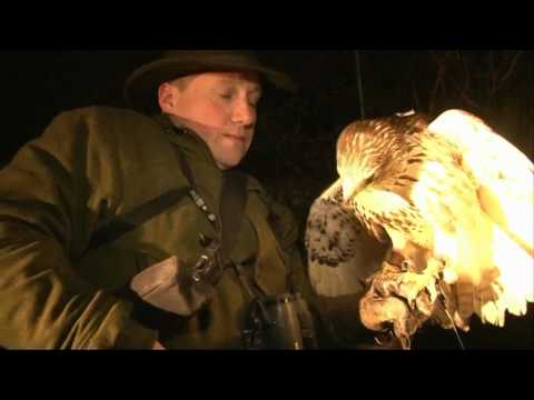 Lamping rabbits with hawks in Sussex Lamping rabbits with hawks in Sussex